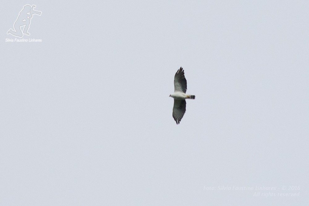 Black-and-white Hawk-Eagle - ML36753771