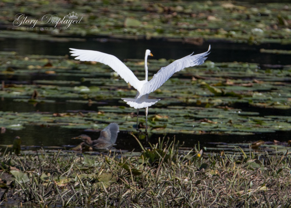 Great Egret - ML367539331