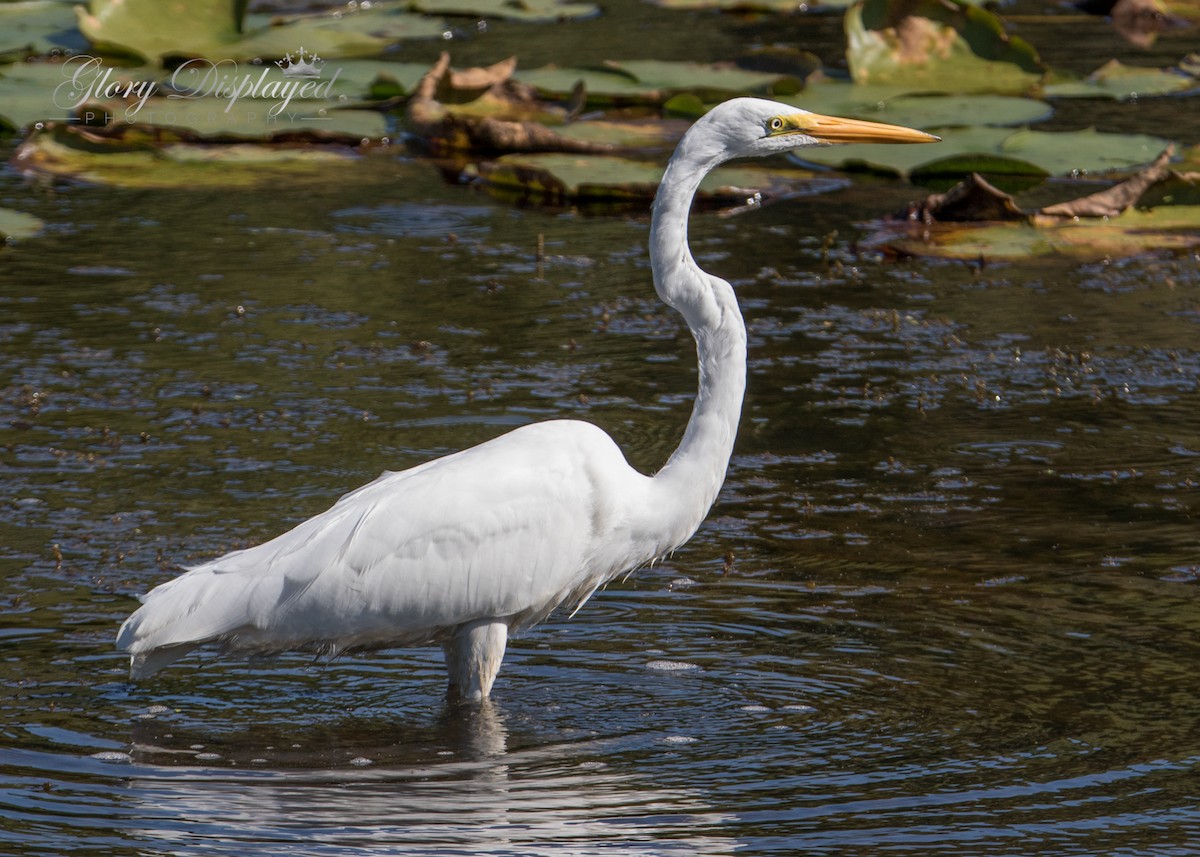 Great Egret - ML367539361