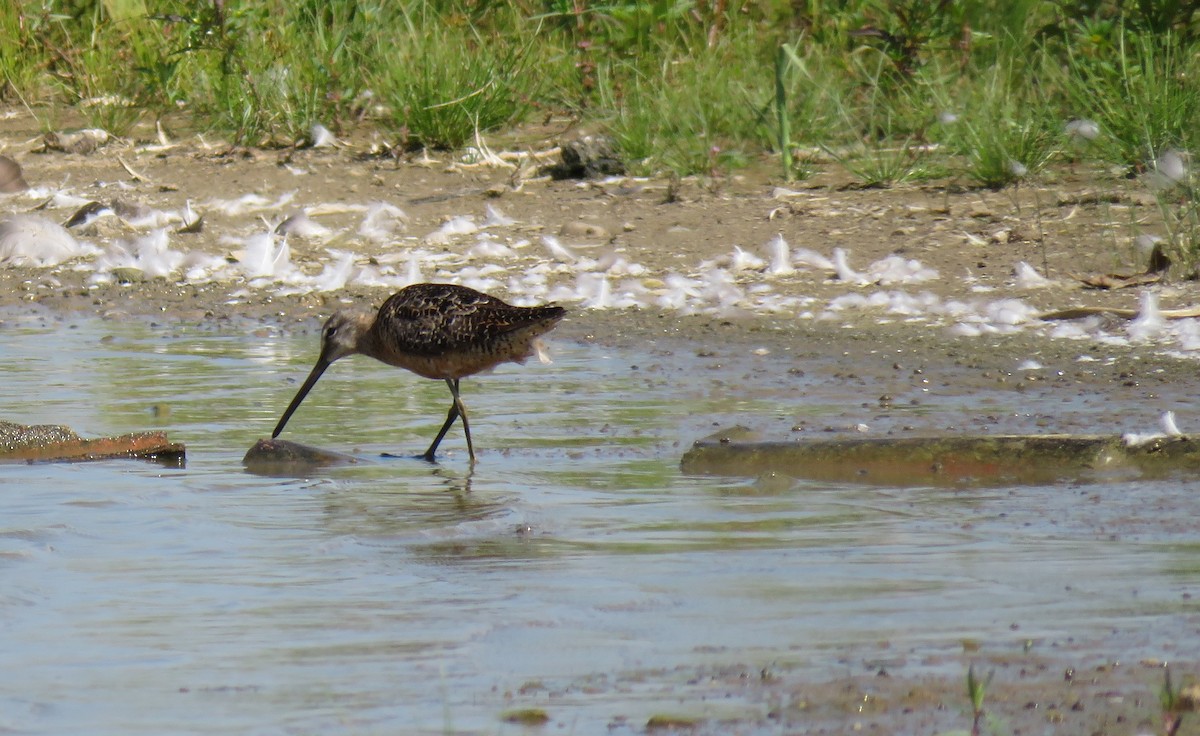 Long-billed Dowitcher - ML367542701