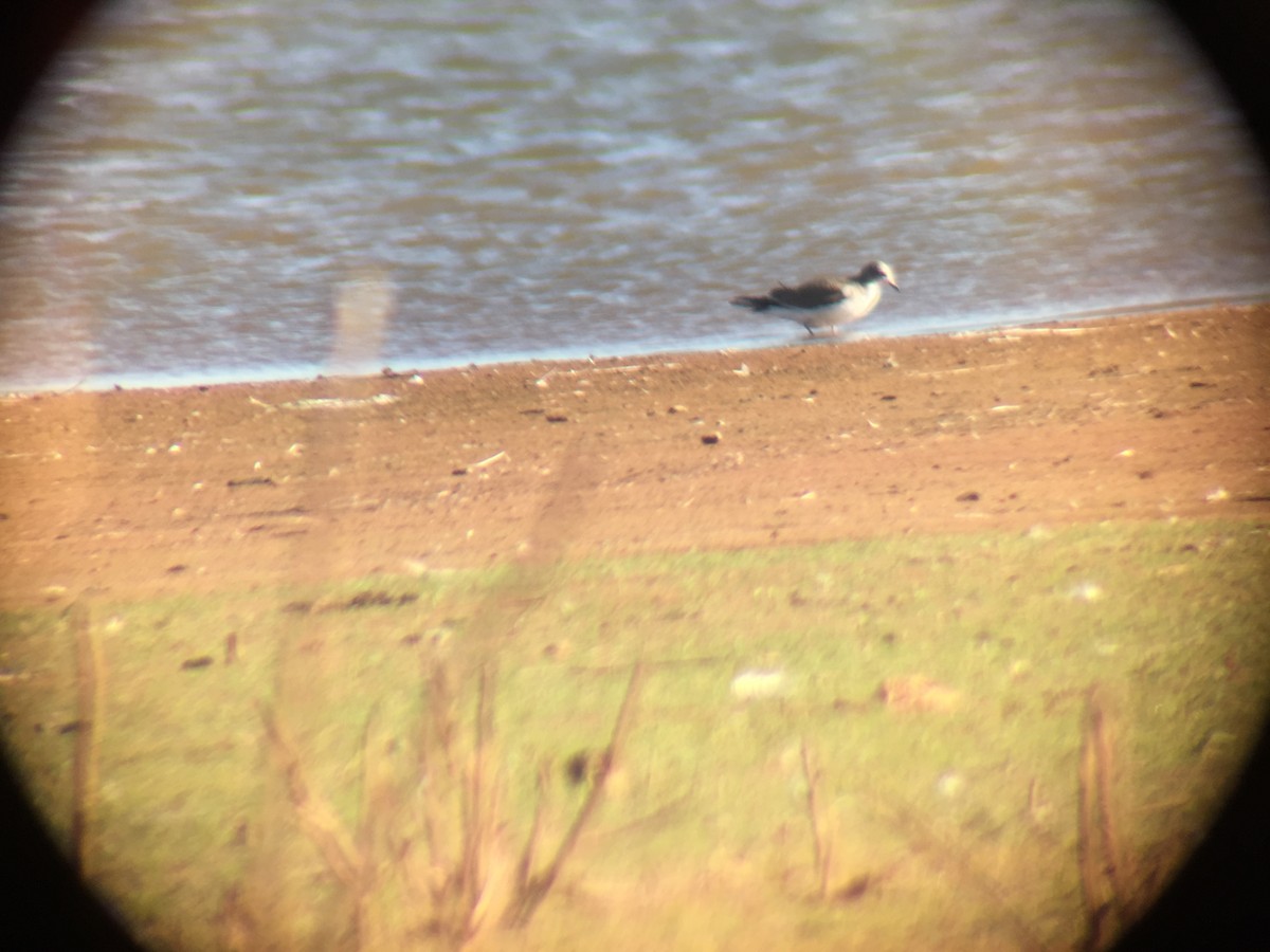 Sabine's Gull - John Hurd