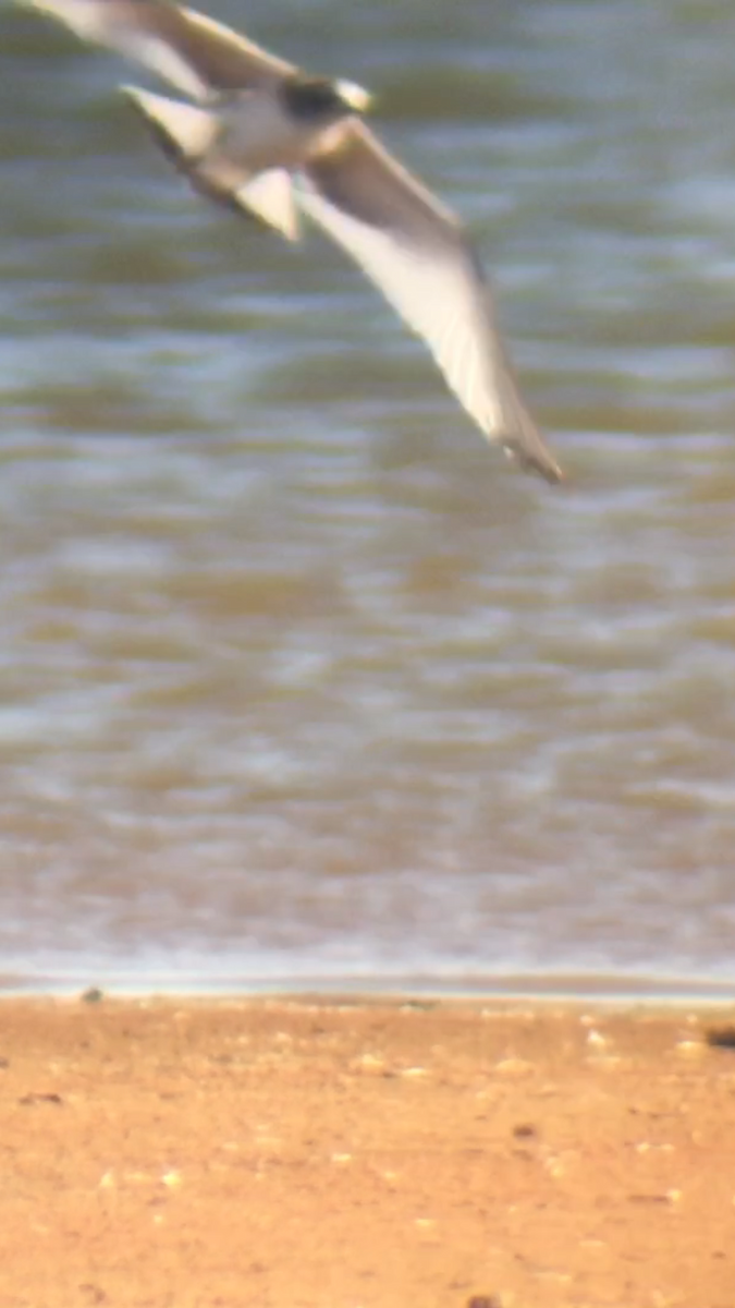 Sabine's Gull - John Hurd