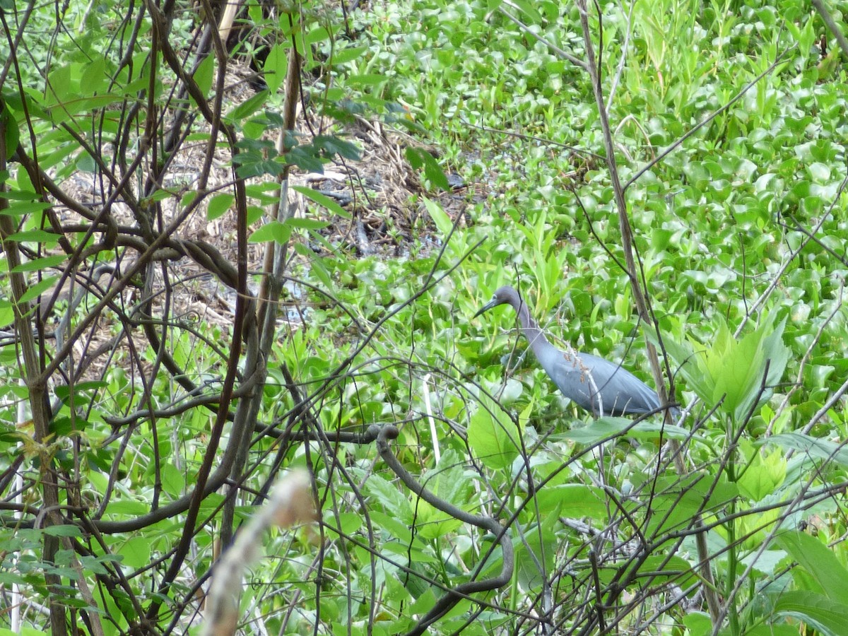 Little Blue Heron - ML367544111