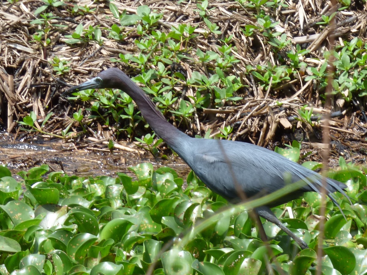 Little Blue Heron - ML367544121