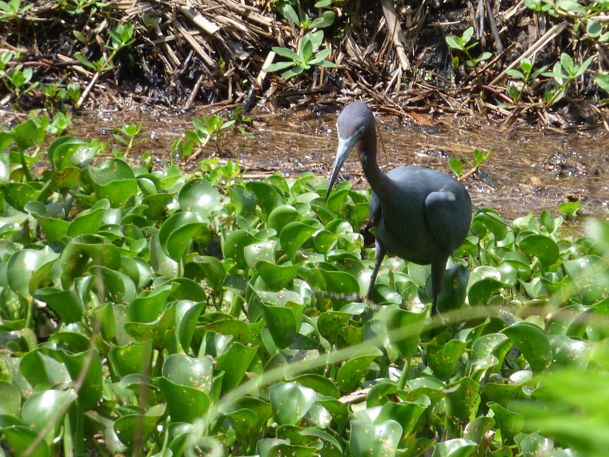 Little Blue Heron - ML367544131