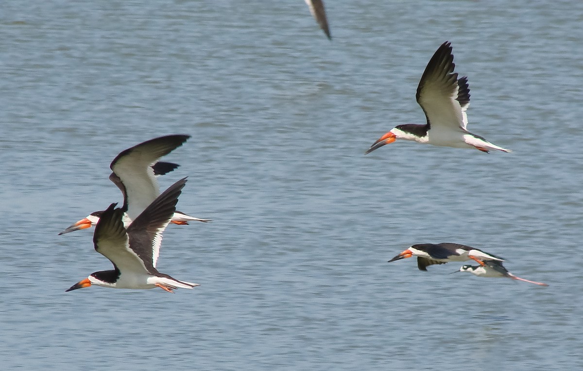 Black Skimmer - ML367545201