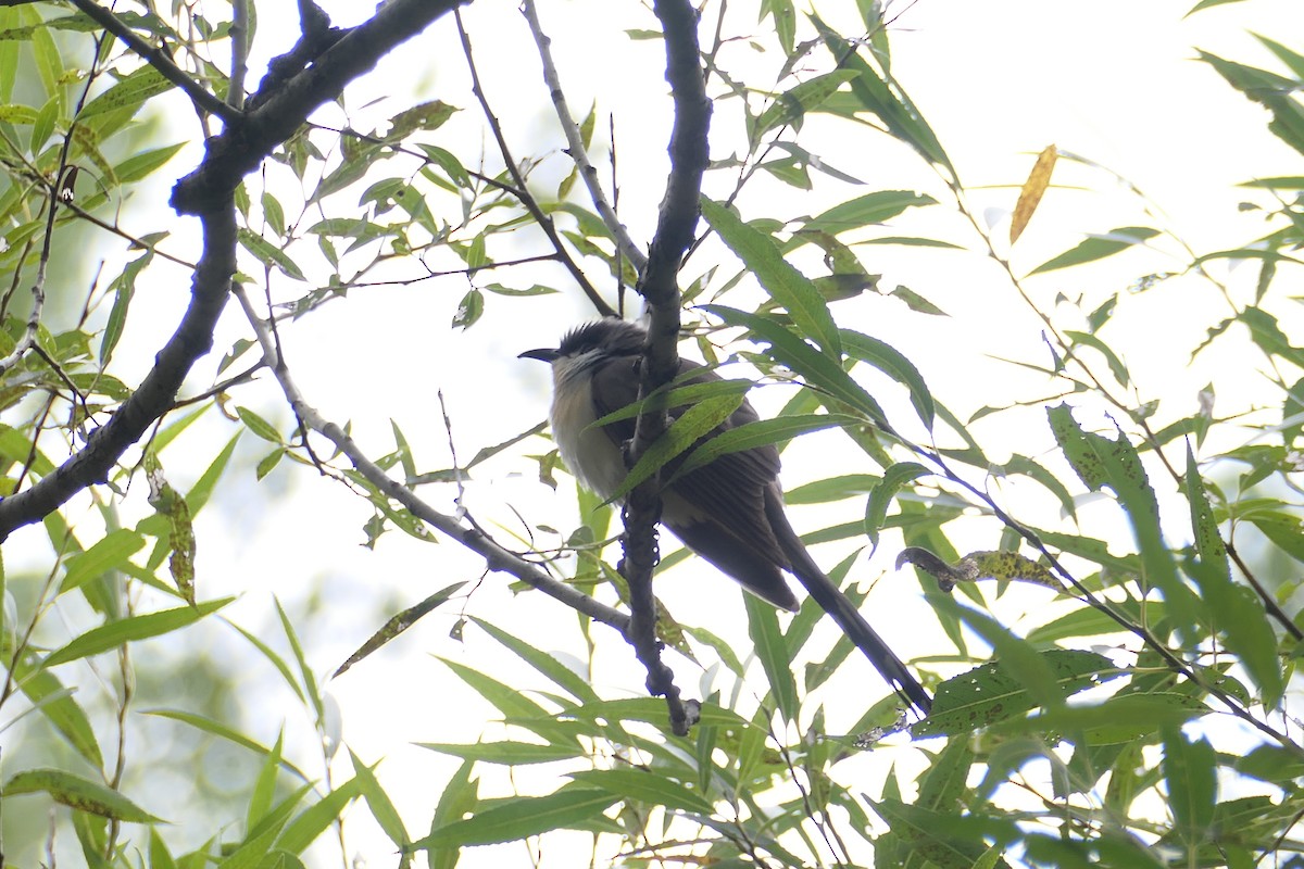 Black-billed Cuckoo - ML367545271