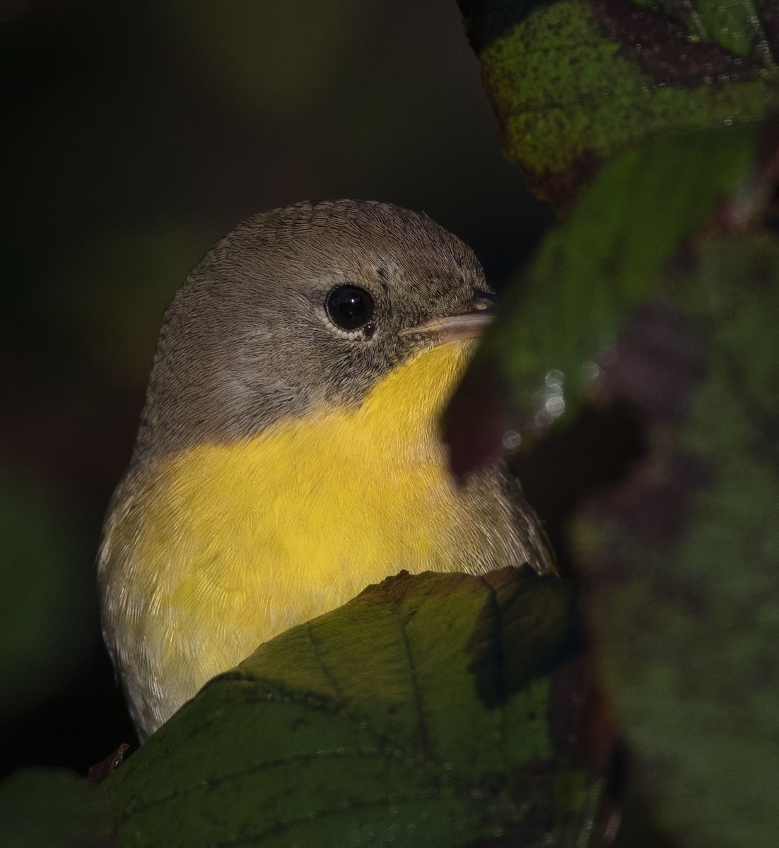 Common Yellowthroat - Ronnie d'Entremont