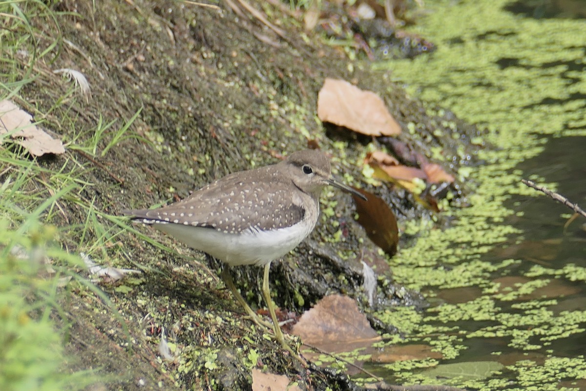 Solitary Sandpiper - lyne guillemette