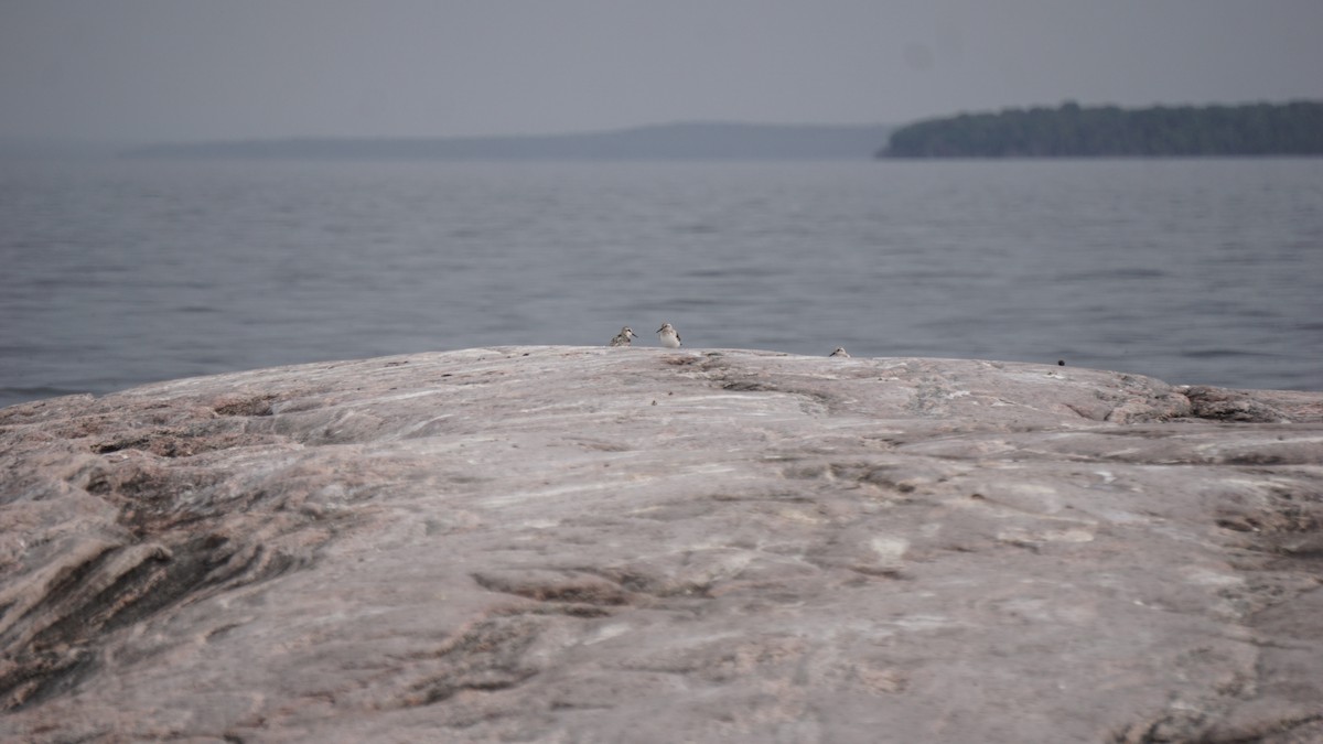 Sanderling - Aaron Rusak