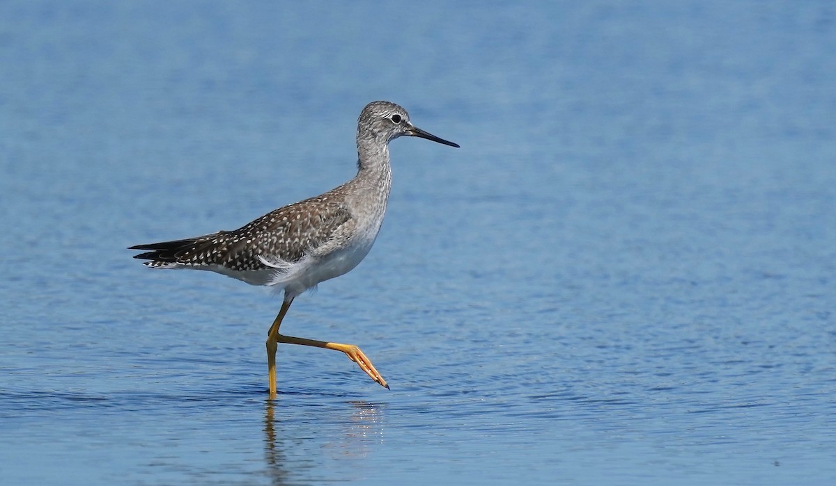 Lesser Yellowlegs - Sunil Thirkannad