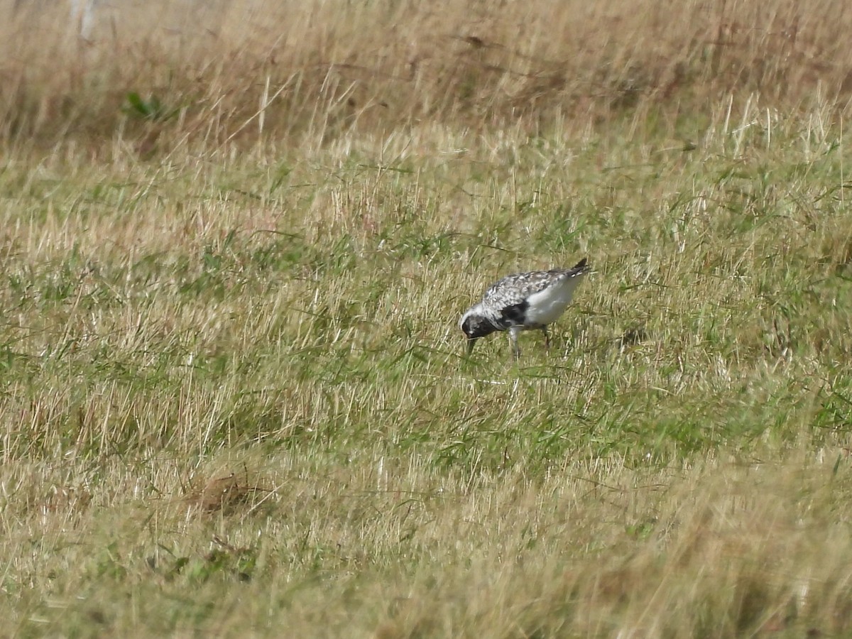 Black-bellied Plover - Michelle Bélanger