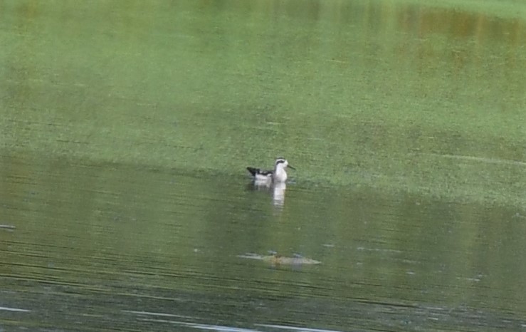 Red-necked Phalarope - ML367546921