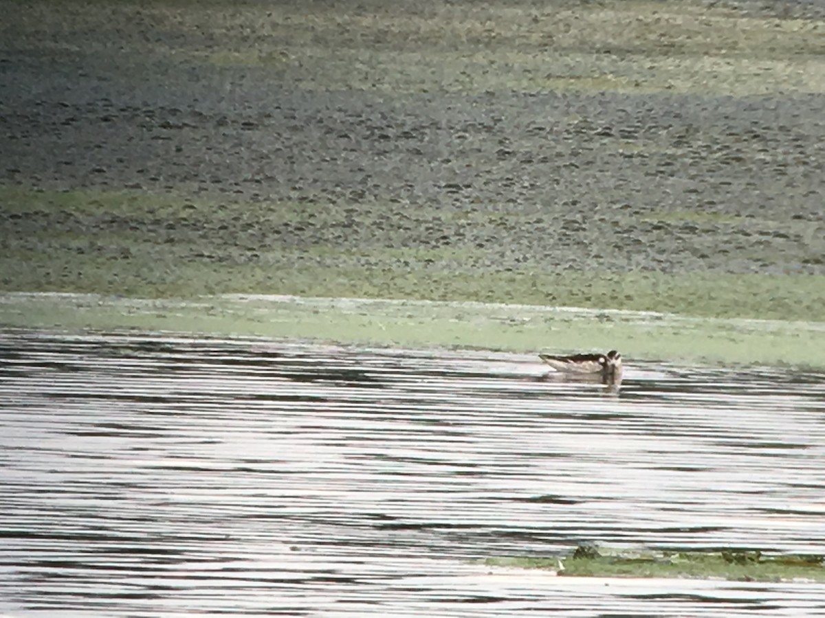 Red-necked Phalarope - ML367548671