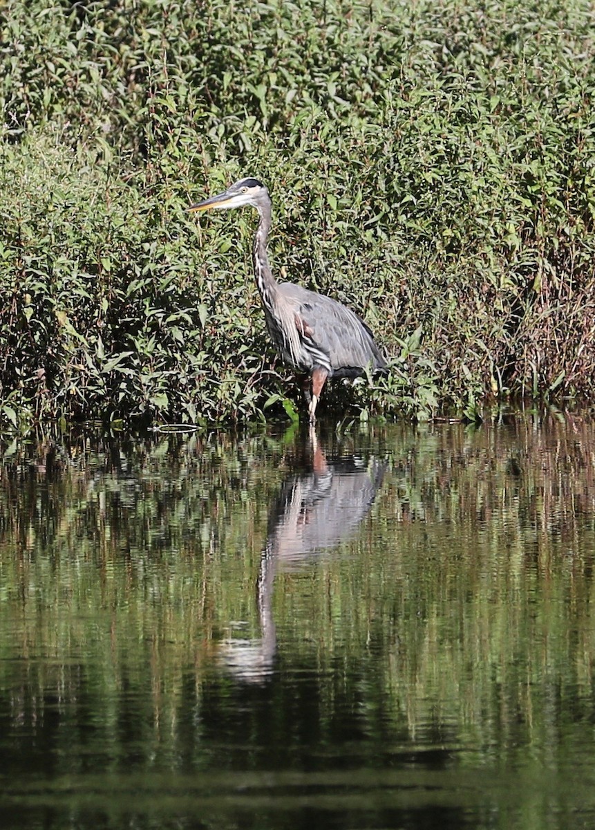 Great Blue Heron (Great Blue) - ML367548851