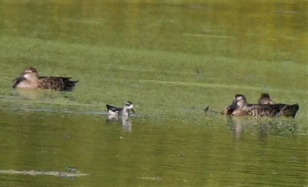 Red-necked Phalarope - ML367549101