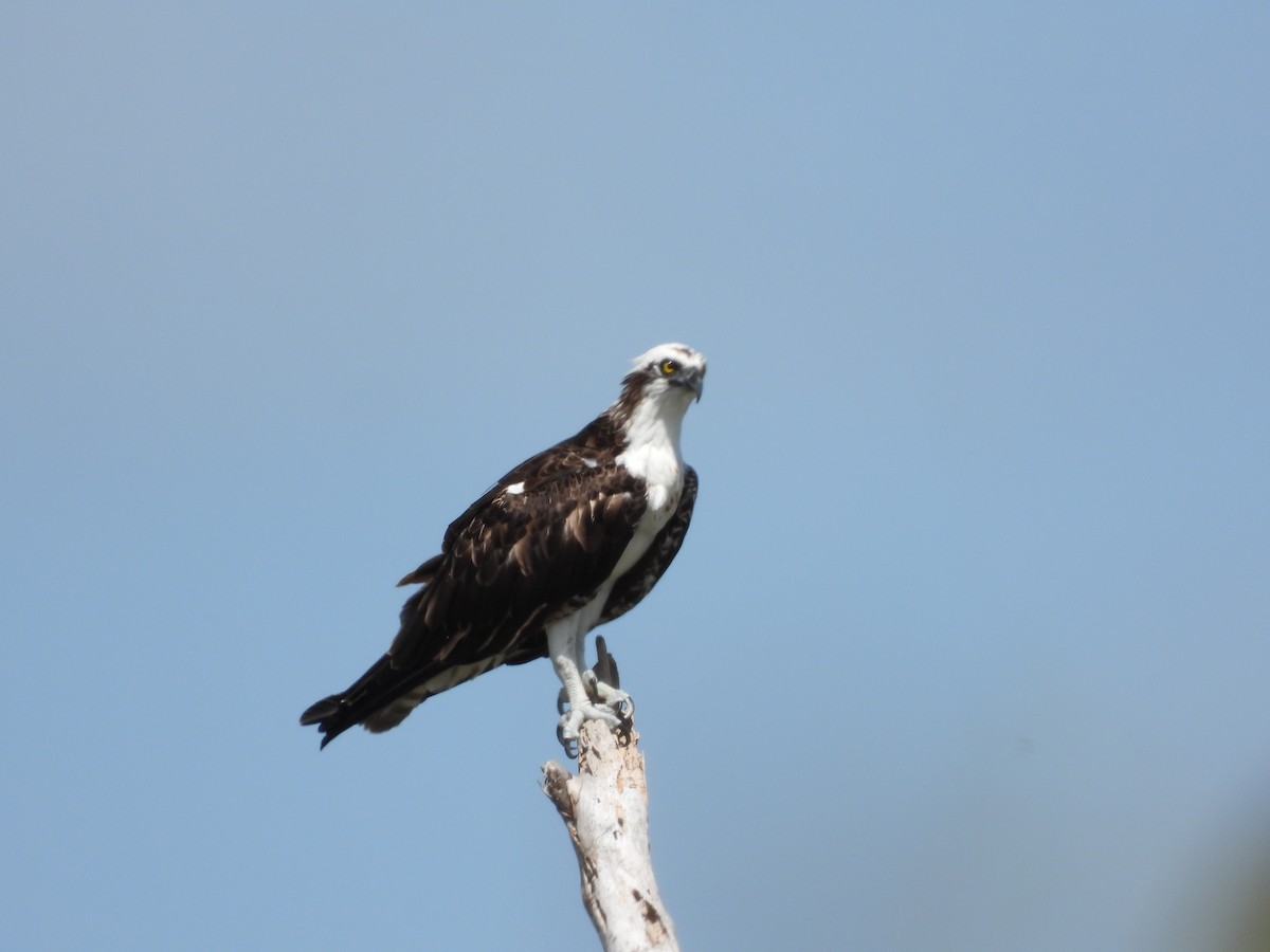 Osprey - ML367549781