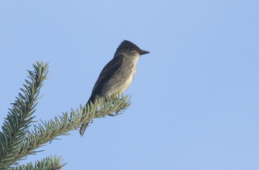 Olive-sided Flycatcher - ML367550221