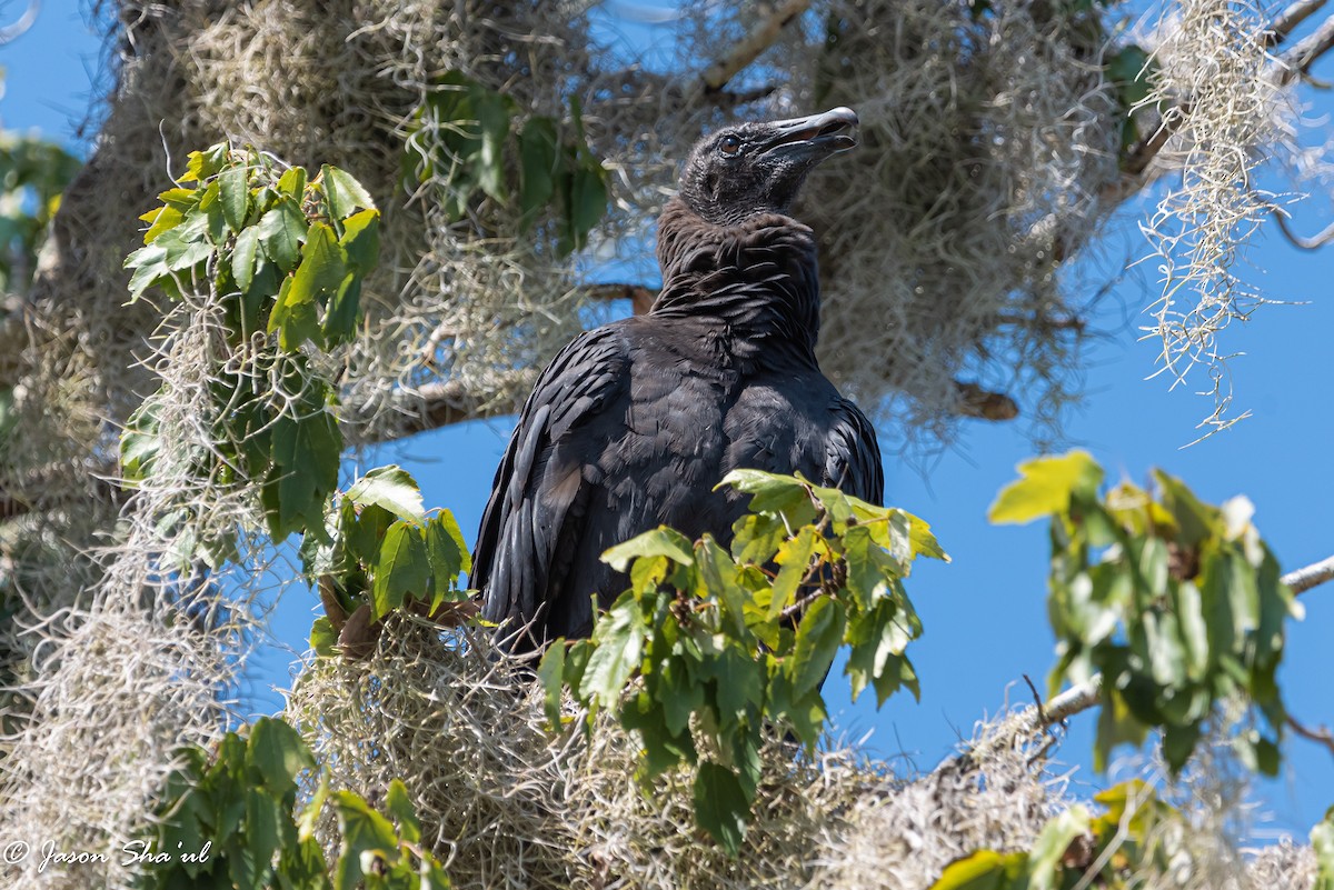 Black Vulture - ML367552341