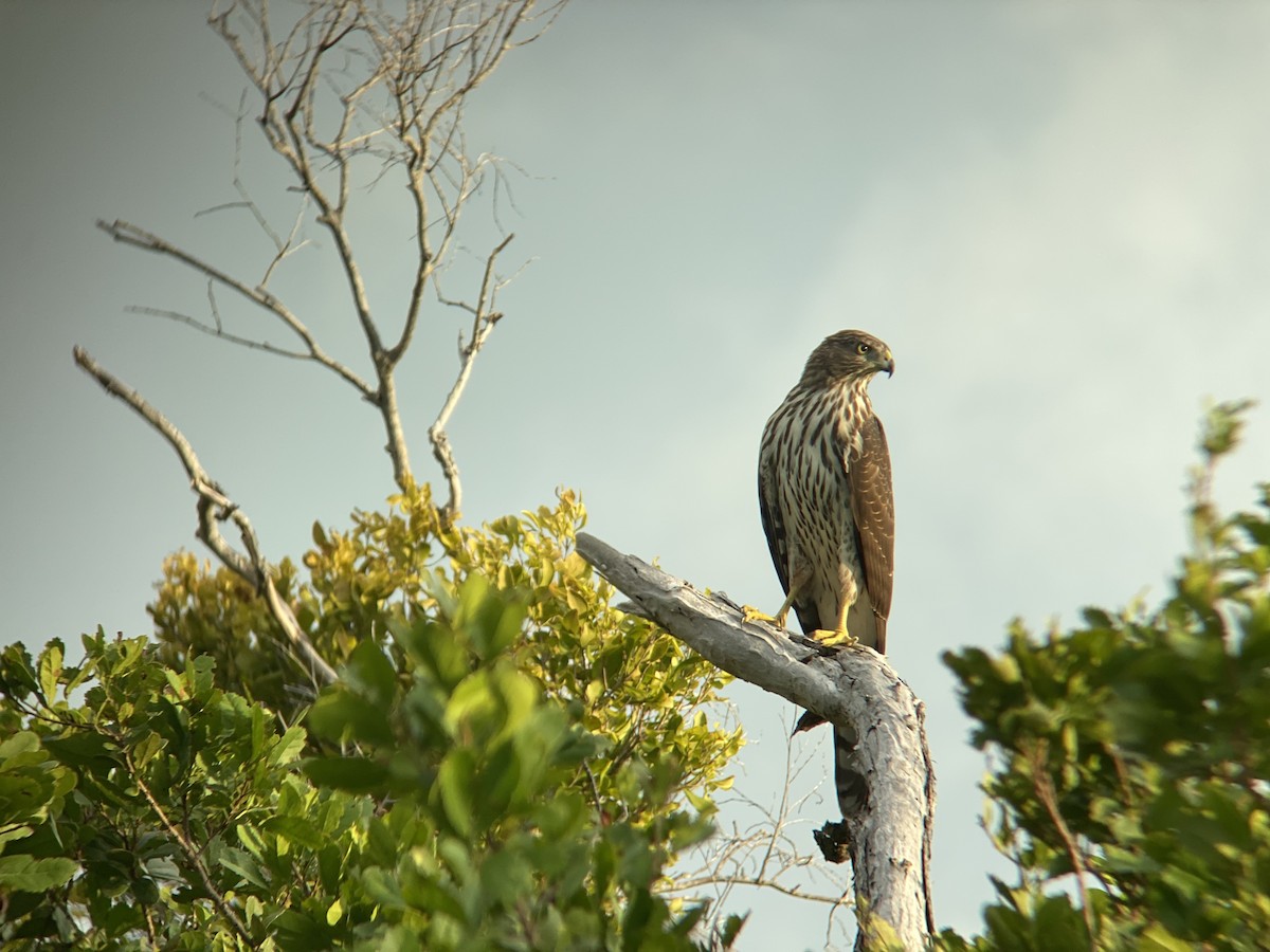 Cooper's Hawk - ML367552471