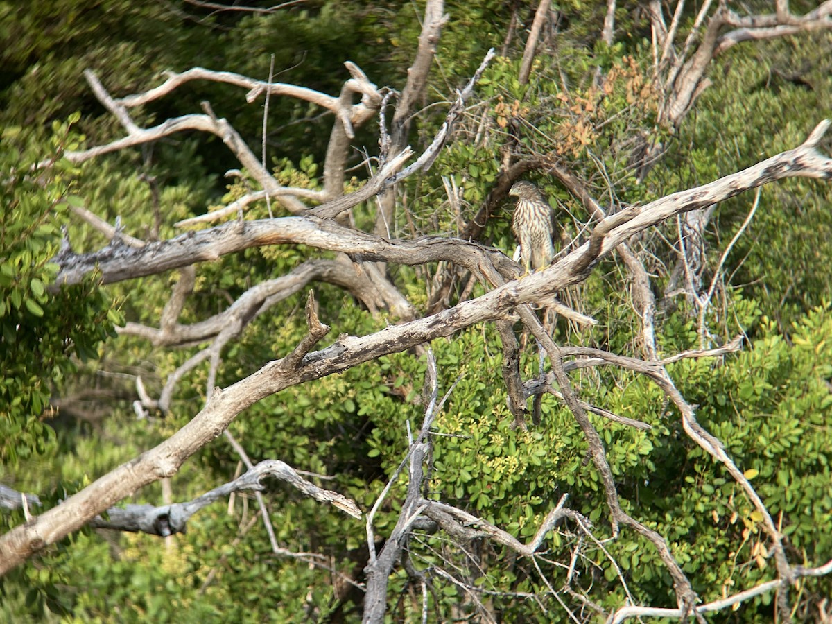 Cooper's Hawk - ML367552491