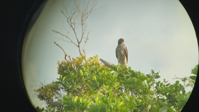 Cooper's Hawk - ML367552761