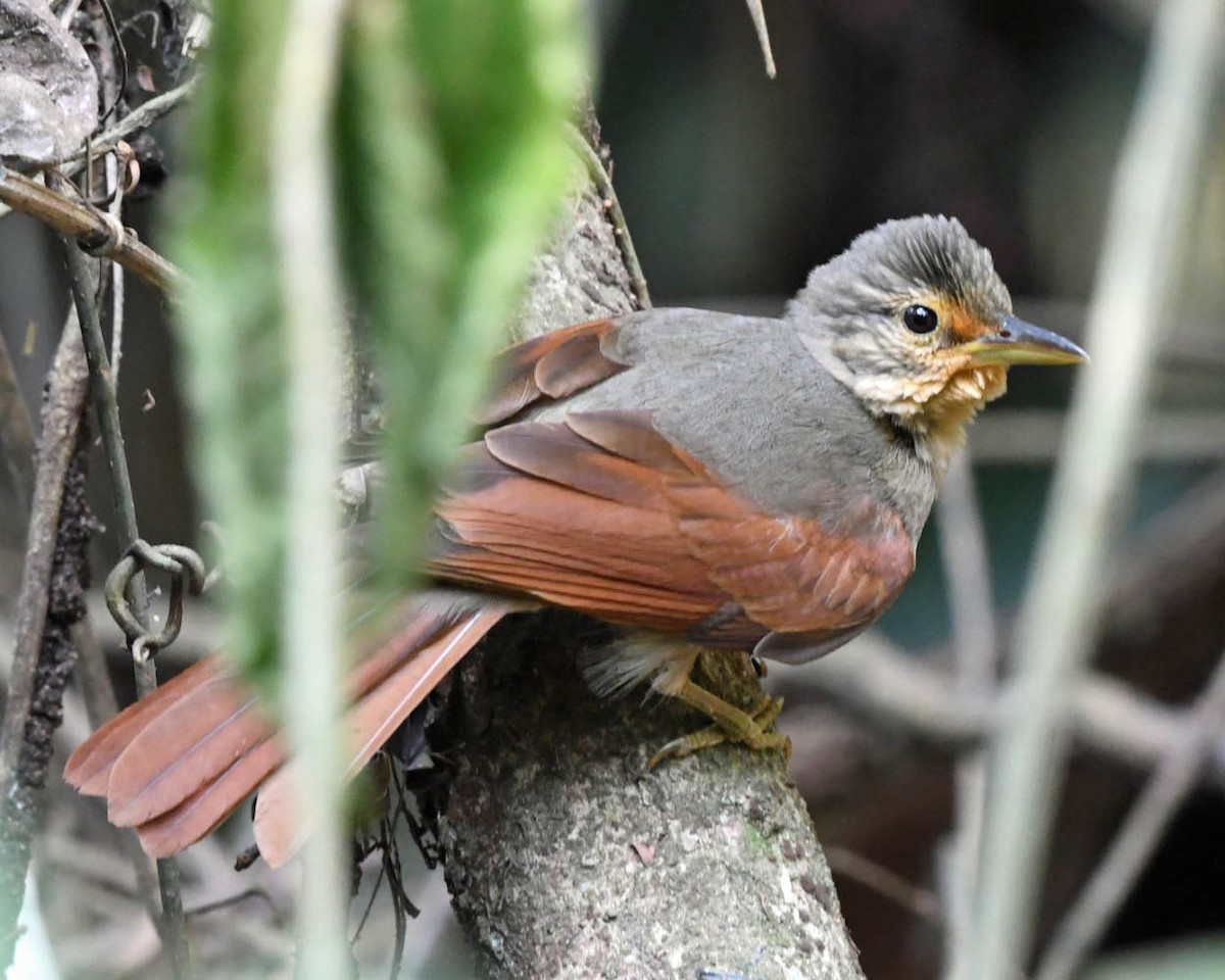 Chestnut-winged Foliage-gleaner - Tini & Jacob Wijpkema