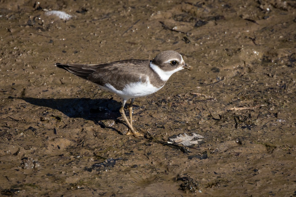 Semipalmated Plover - ML367553901