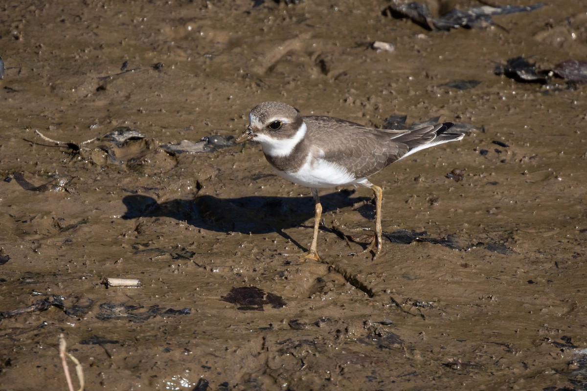 Semipalmated Plover - ML367553921