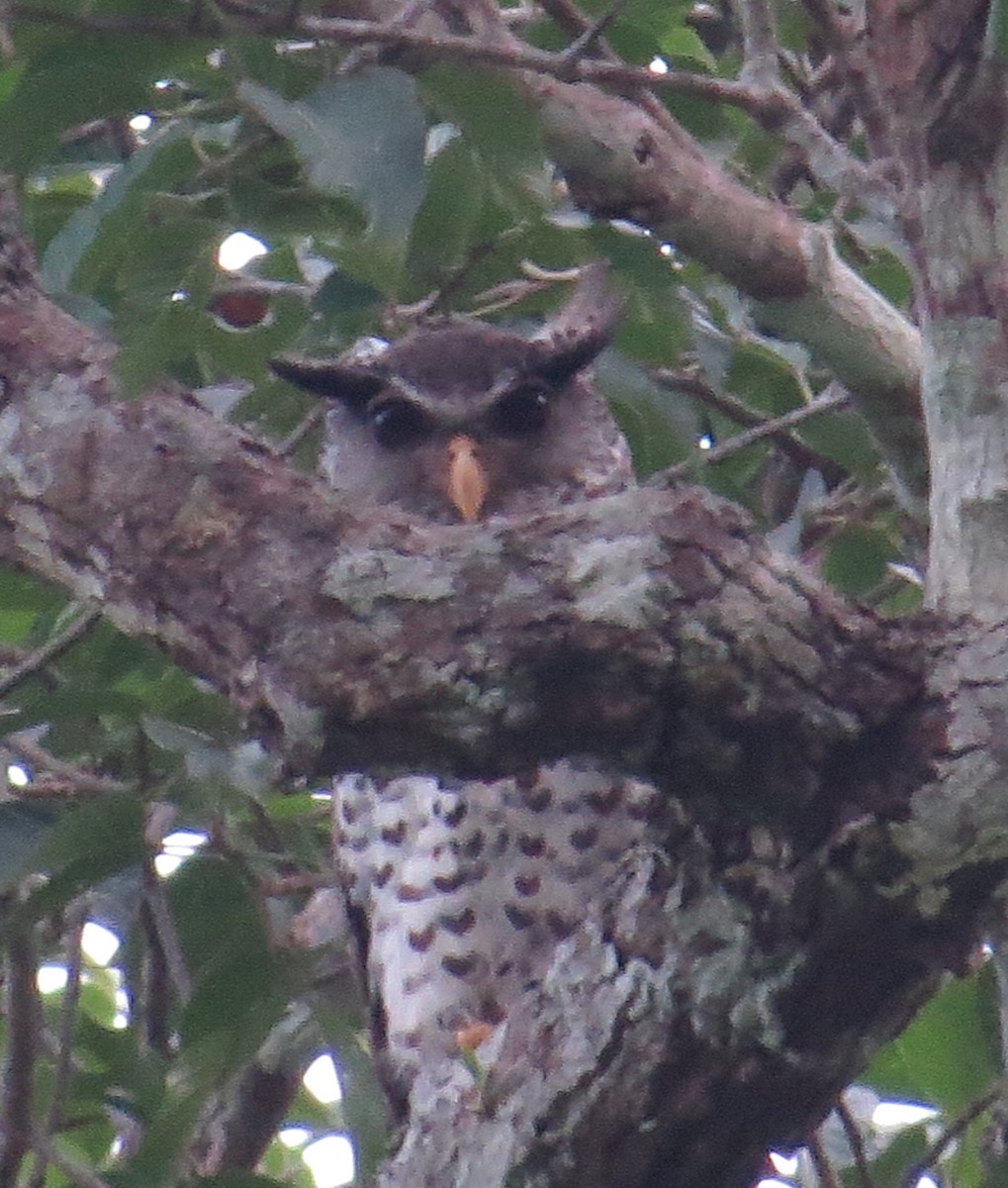 Spot-bellied Eagle-Owl - ML367555521
