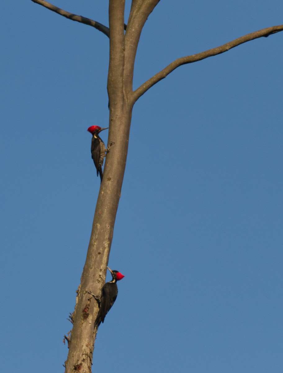 Lineated Woodpecker - Hendryk Gemeiner