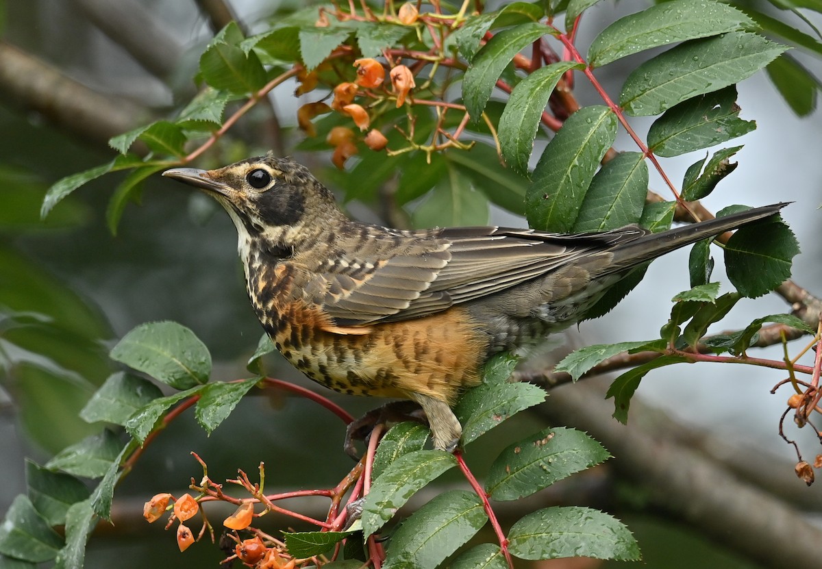 American Robin - ML367558101