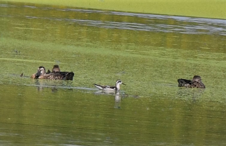 Red-necked Phalarope - ML367558651