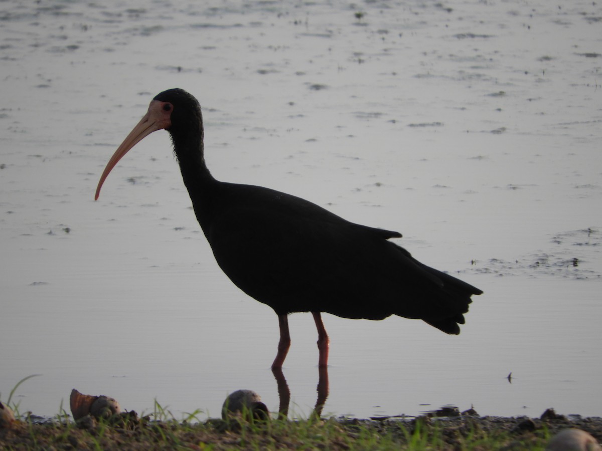 ibis tmavý - ML367558701