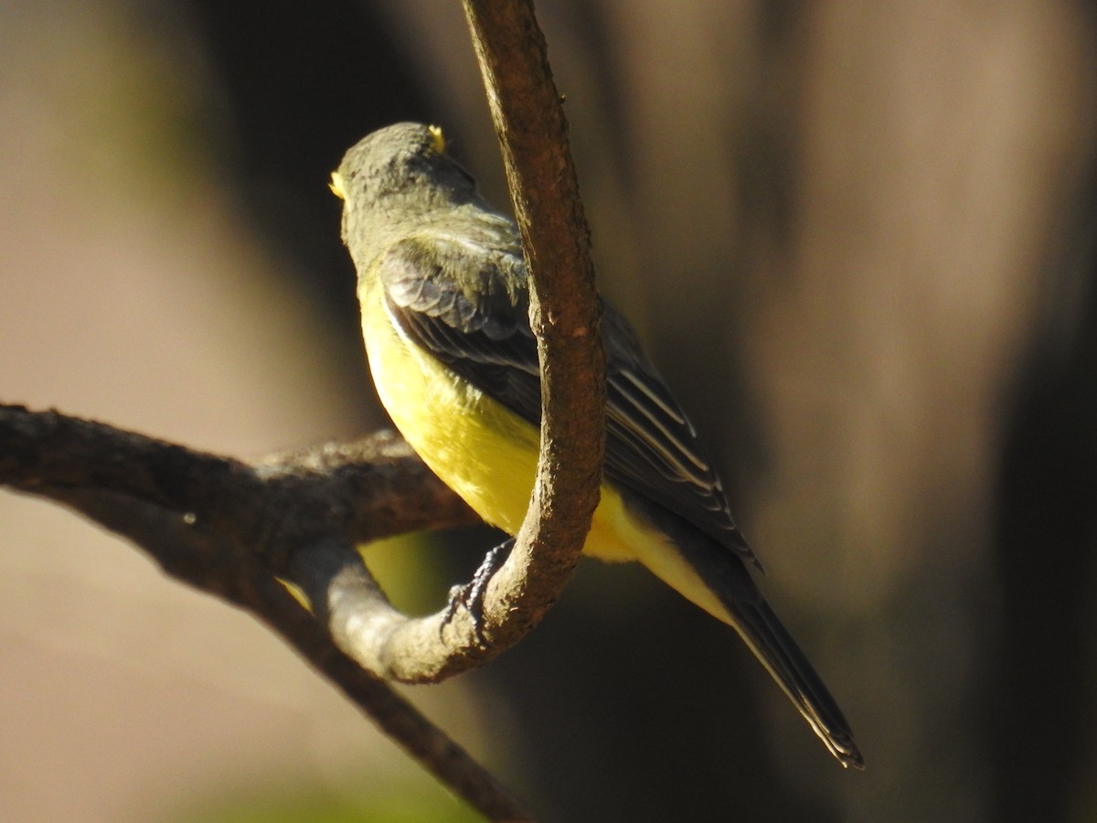 Yellow-browed Tyrant - ML367559571