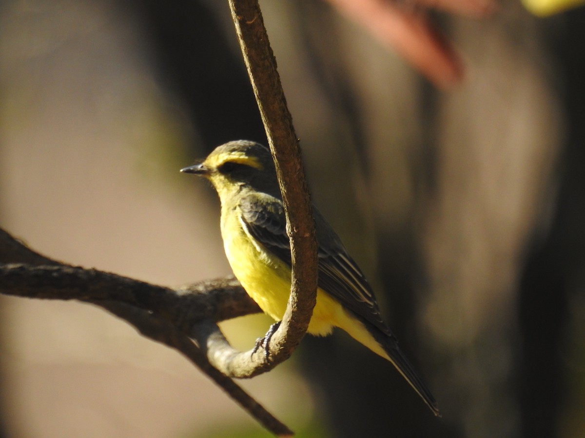 Yellow-browed Tyrant - ML367559631