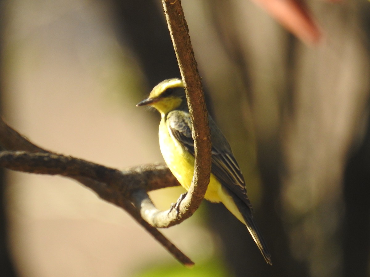 Yellow-browed Tyrant - ML367559641