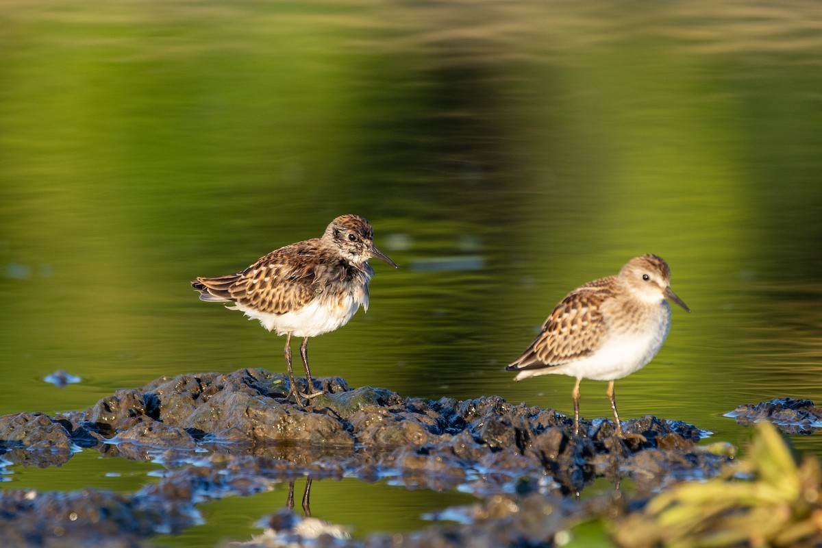 Least Sandpiper - ML367560001