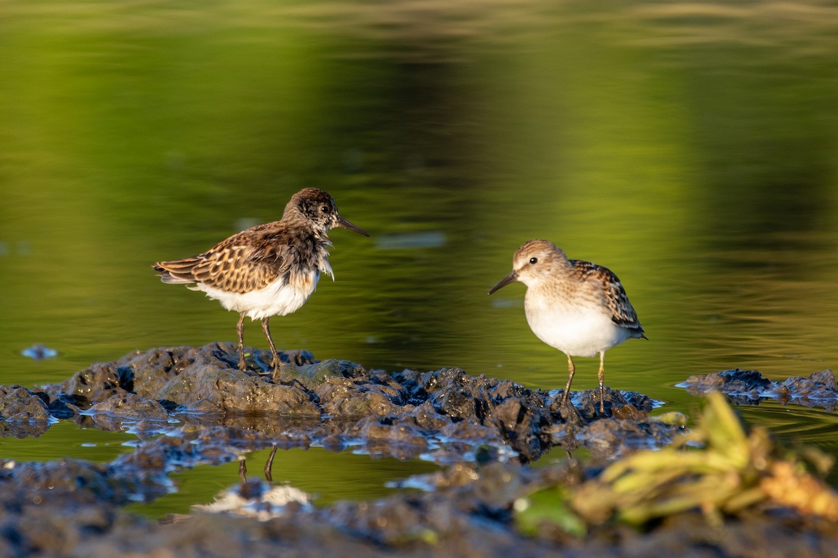 pygmésnipe - ML367560011