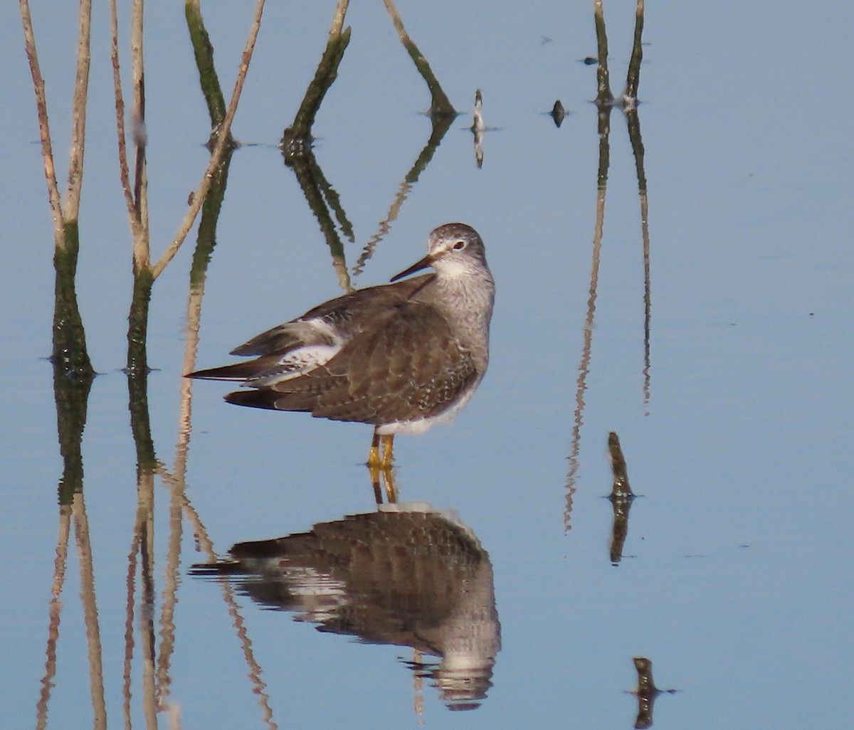 Lesser Yellowlegs - Leslie Schweitzer