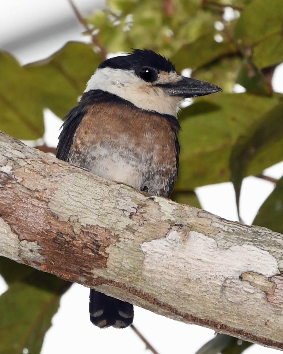 Brown-banded Puffbird - ML367560141