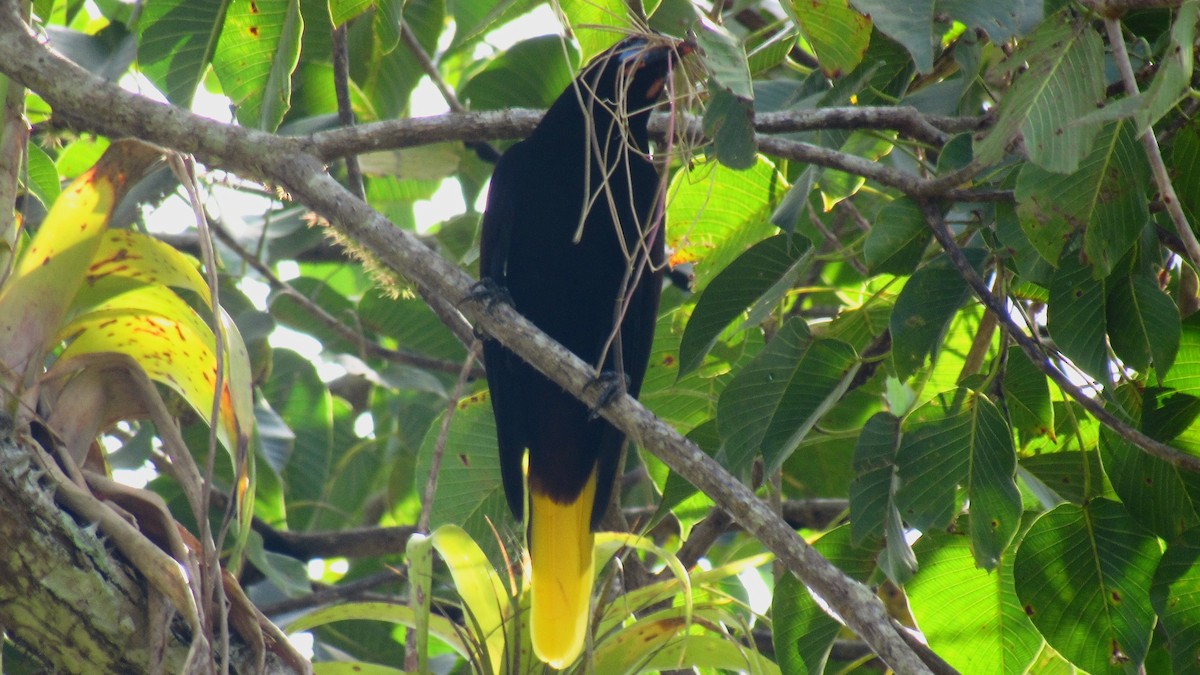 Black Oropendola - ML367560511