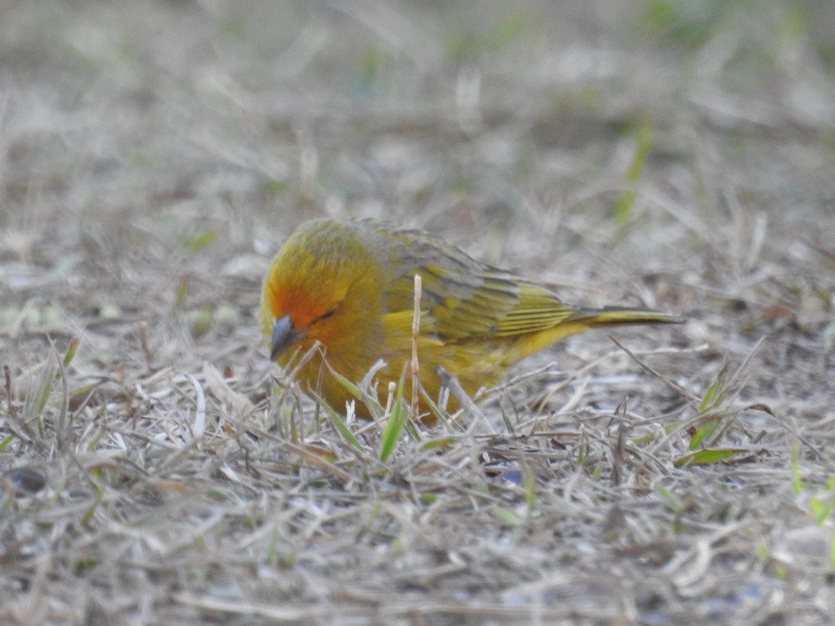 Saffron Finch - ML367560811