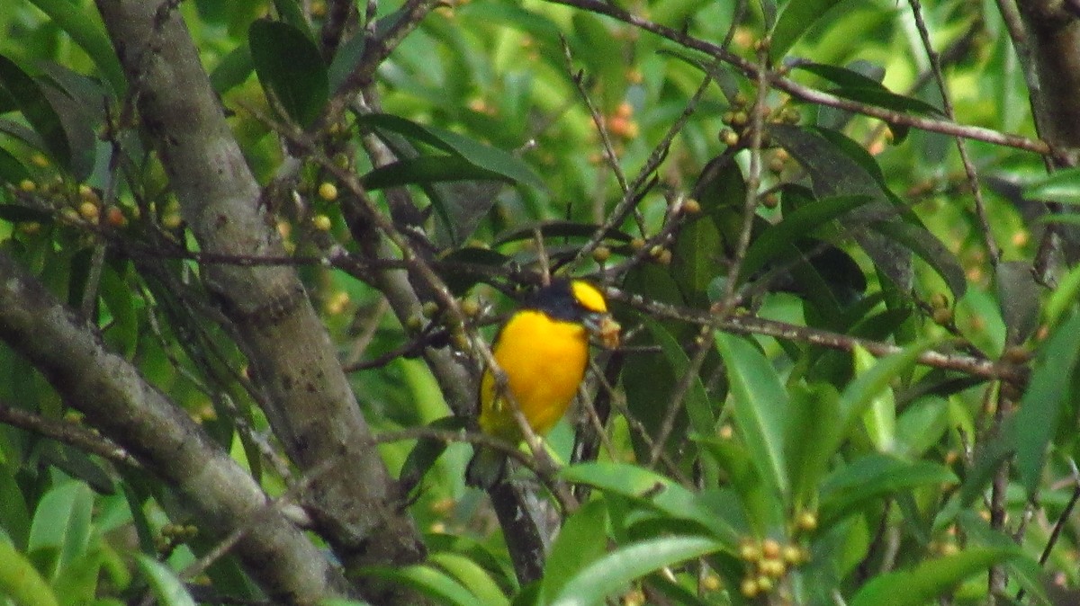 Thick-billed Euphonia - ML367561361