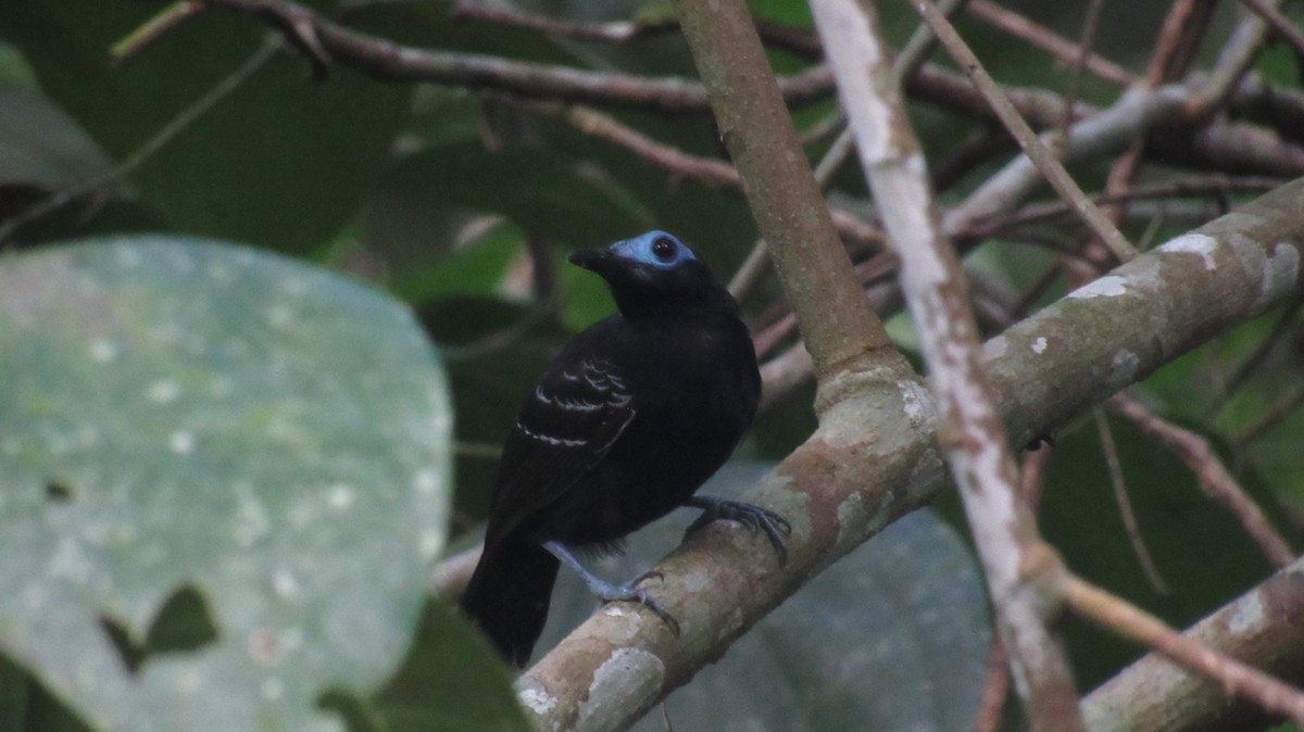 Bare-crowned Antbird - ML367561921