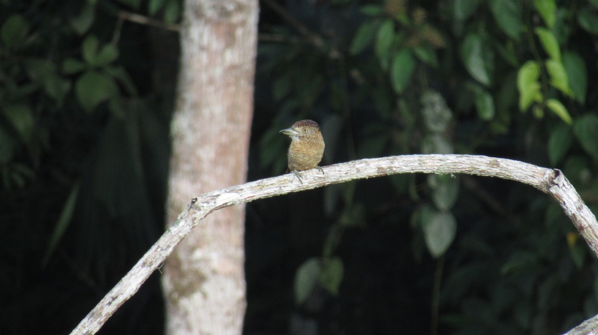 Barred Puffbird - Evelyn Castro