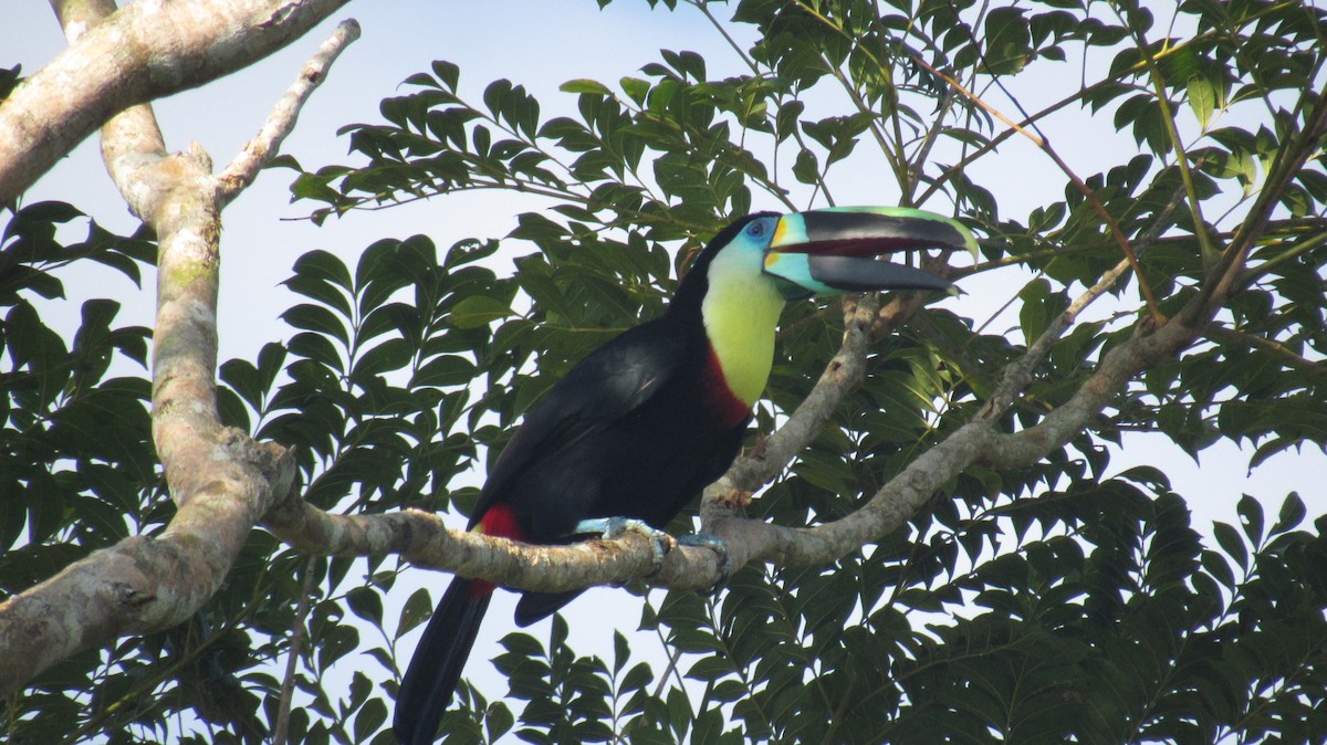 Toucan vitellin (citreolaemus) - ML367562241