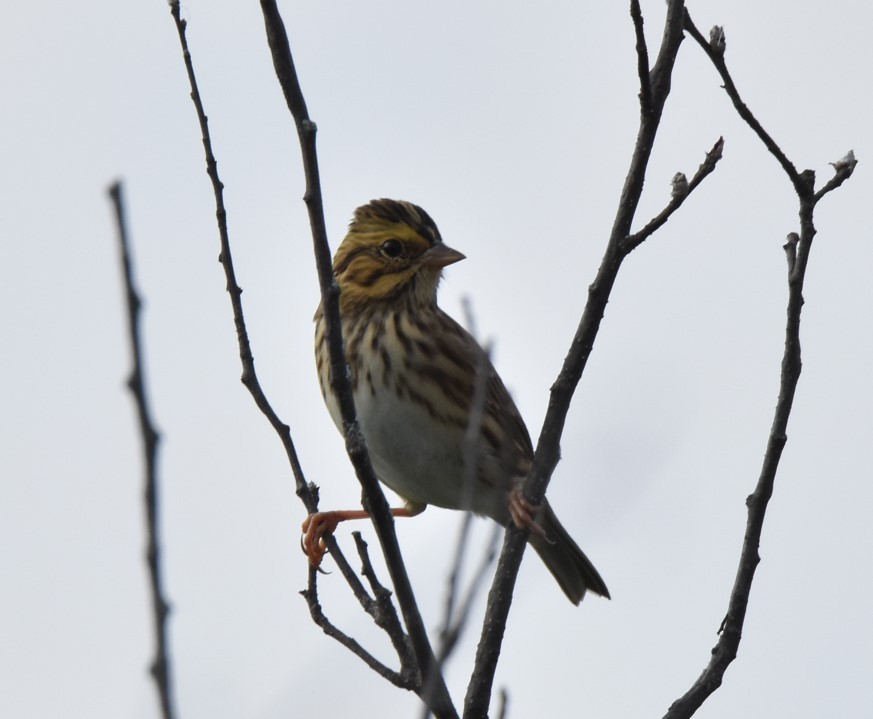 Savannah Sparrow - ML367563231