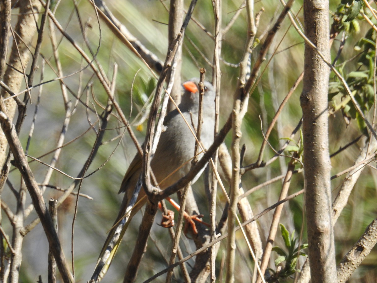 Great Pampa-Finch - ML367565971