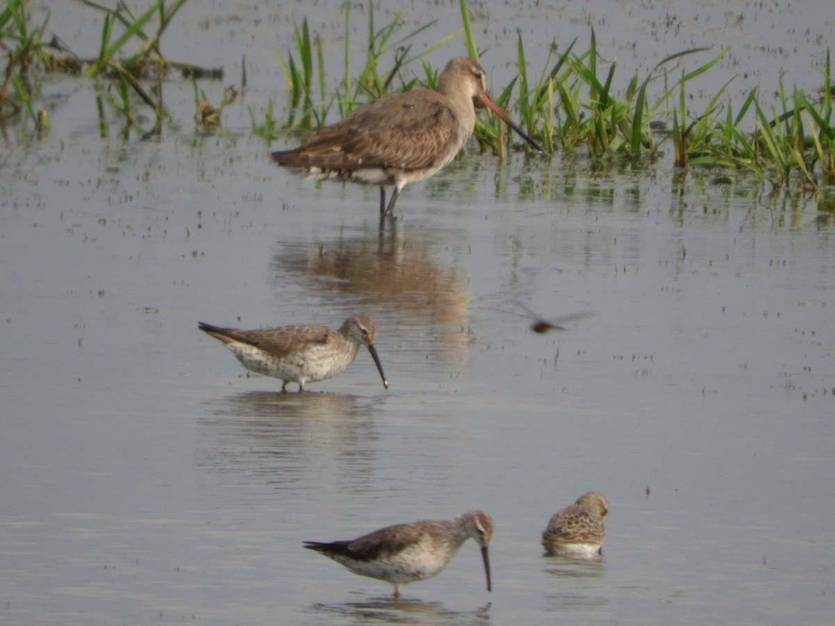 Hudsonian Godwit - ML367566301